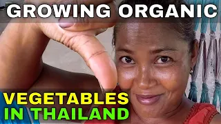 Growing Organic Vegetables in Thailand