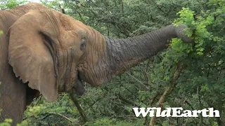 WildEarth - Sunset Safari - 16 Feb 2023