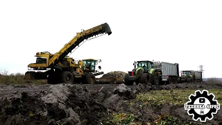 Свекловозам стало легче - приехали перегружатели Fliegl с Claas Axion 940. Уборка свёклы 2023