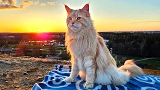 Buster and the Sunset