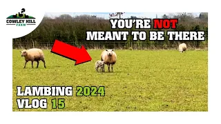 WE'RE NOT MEANT TO BE LAMBING OUTDOORS.... | LAMBING 2024 VLOG 15