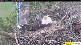 Excitement, Jolene and Boone's chicks hatch