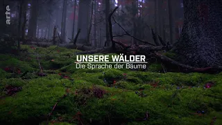 Unsere Wälder - Die Sprache der Bäume