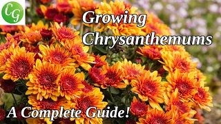 Chrysanthemum Gardening Guide: Care, Propagation, and Expert Growing Tips