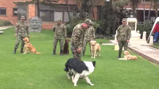 Demostración canina del Ejército Nacional de Colombia