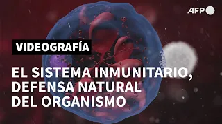 El sistema inmunitario, defensa natural del organismo | AFP Animé