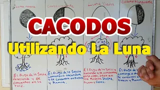 ACODO ¿Que Luna 🌜utilizar para hacer ACODOS? 🌱 ( BIEN EXPLICADO) 2019 😉