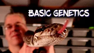 Dominant, Co-Dominant, and Recessive Ball Python Genetics