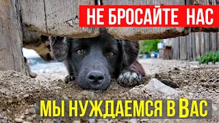 Не бросайте Собак Инвалидов / Они нуждаются в Нас!  Передержка собак инвалидов