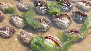 The cousin digs clams with tools, and she just digs a nest, which can sell for hundreds