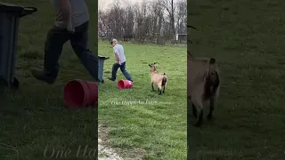 Meg was on it the other night! #shorts #megthegoat #animals #onehappyassfarm #goat #rescue #cute