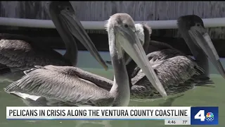 Why sick, starved pelicans are showing up along California's coastline