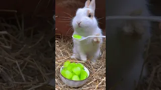 Rabbit chews crunchy and cute Rabbit, a cute little pastoral pet