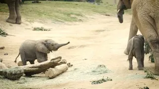 Baby elephants wow crowds at San Diego Zoo