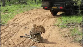 Leopards Mate RIGHT NEXT to the VEHICLE
