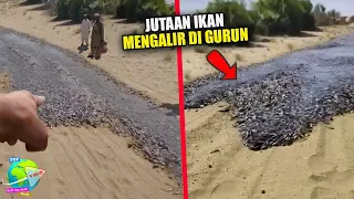 Keajaiban Alam!! Jutaan Ikan Mengalir dan Hidup Digurun Tandus Dengan Keterbatasan Air...