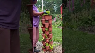 Dollar Tree Stackable Planters #gardening #growplants #flower #gardeninglovers #homesteading #herbs