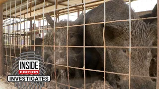 Are Feral Hogs Ruining Valuable Crops?