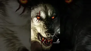 some wolf wallpapers I have