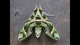 Oleander Hawk moth - the UK's most exotic moth