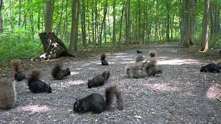 A Scurry of Squirrels and Chipmunks in the Forest - 10 Hour CAT TV - July 06, 2023