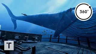 the Blu: Whale Encounter | 3D 360 VR