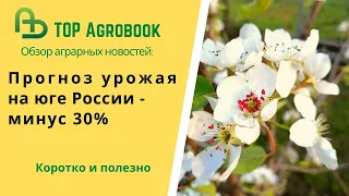 Прогноз урожая на юге России - минус 30%. TOP Agrobook: обзор агроновостей