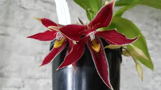 Paphinia Neudeckeri