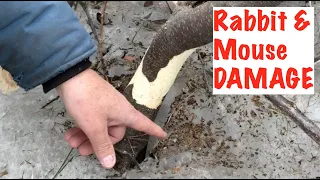 Rabbit and Mouse DAMAGE to TREES is an Indicator of...