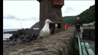 The Laughing Seagull