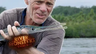 The Case Of The Coral Reef Killer | NEEDLE FISH | River Monsters