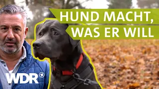 Von Missverständnissen zwischen Hund und Halter | Hunde verstehen S01/E04 | Tierratgeber | WDR