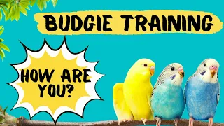 Teach your Budgie to say HOW ARE YOU, Budgie Talking Training, How to teach a budgie to talk