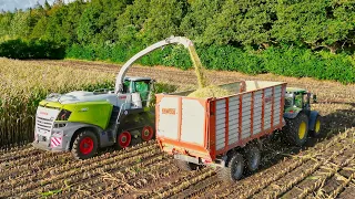 Maishäckseln auf Ketten! Claas Jaguar 960TT vom LU Nagel Averlak! || Landwirtschaft in Dithmarschen