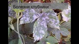 Болезни клубники