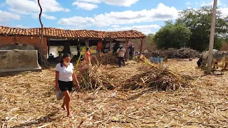 MOAGEM DE CANA NO SERTÃO NORDESTINO DO BRASIL