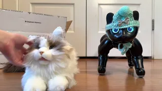 metaCat Robotic Cat Unboxing and First Impressions