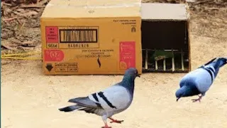 Creative bird trap using paper and wood