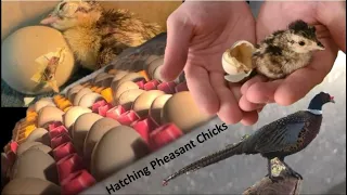 Hatching Pheasant Chicks