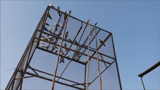 Baby Pigeons Training [ Hashim Mahmood Pigeons ]