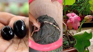 Grow Lotus from Seed & Tuber | फूल खिलने तक की पूरी जानकारी