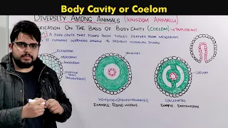 Understanding the Body Cavity (Coelom) In animals
