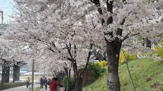 🍒 korea vlog : весна и цветение сакуры в сеуле