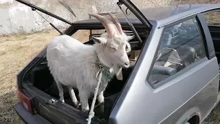 #Козел появился на ферме#Аренда #Продажа #Обмен козлят#Спаривание коз