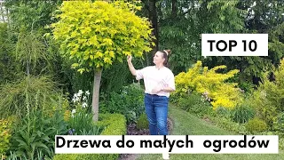 10 drzew do małych ogrodów. Jakie drzewa rosną w moim ogrodzie ?