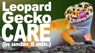 Complete Leopard Gecko Care Guide!