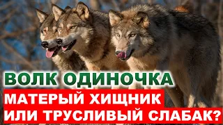 СВИРЕПЫЙ И ОПАСНЫЙ! ВОЛК - одиночка. Насколько он крут?