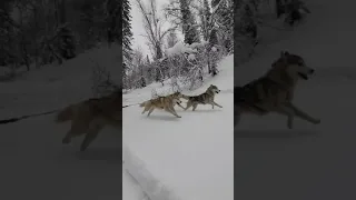 Тренировка в Междуреченске нарта/скидж