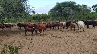 water hole Nguni cattle