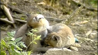 L'Hermine, le Renard et le Blaireau - Documentaire animalier